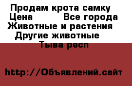 Продам крота самку › Цена ­ 200 - Все города Животные и растения » Другие животные   . Тыва респ.